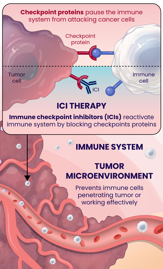 Checkpoint proteins pause the immune system from attacking cancer cells