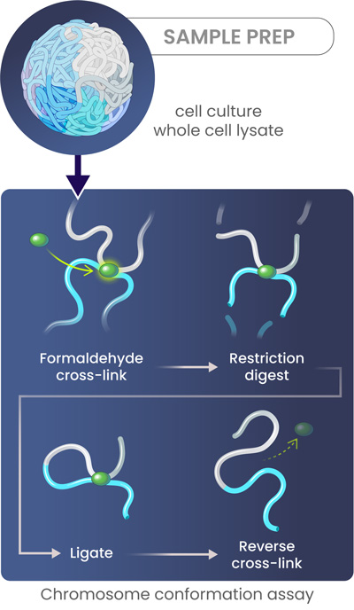 A two-part diagram. On the left, a sample of whole cell lysate from cultured cells. On the right, a step-by-step diagram of a chromosome conformation assay: formaldehyde cross-linking, restriction enzyme digestion, fragment ligation, and cross-link reversal, with arrows showing the process flow.