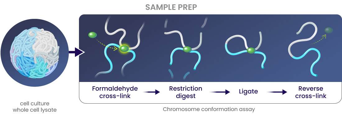 A two-part diagram. On the left, a sample of whole cell lysate from cultured cells. On the right, a step-by-step diagram of a chromosome conformation assay: formaldehyde cross-linking, restriction enzyme digestion, fragment ligation, and cross-link reversal, with arrows showing the process flow.
